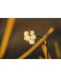 Cornus sericea ’Bud’s Yellow’